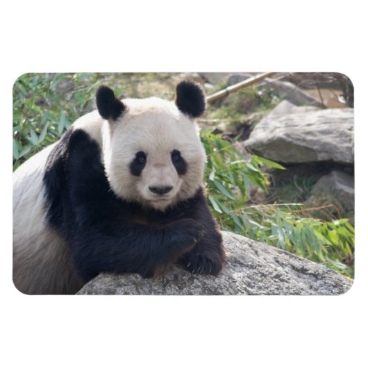 Friendly Giant Panda Magneet (Horizontaal)
