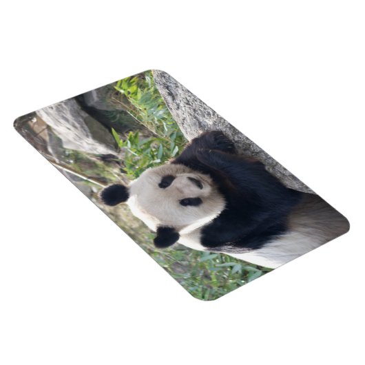 Friendly Giant Panda Magneet (Rechterzijde)