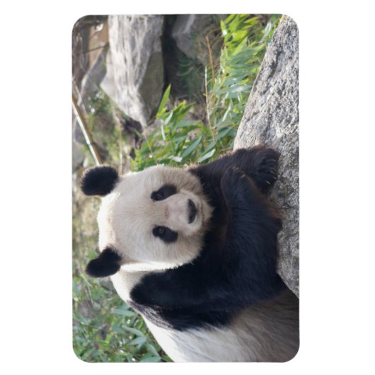 Friendly Giant Panda Magneet (Verticaal)