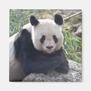 Friendly Giant Panda Magneet