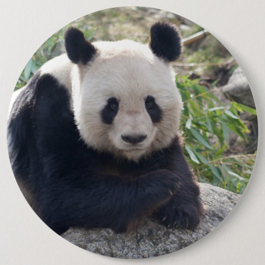 Friendly Giant Panda Ronde Button 6,0 Cm (Voorkant)