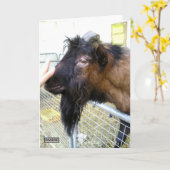 Friendly Goat Kaart (Gele Bloem)
