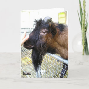 Friendly Goat Kaart