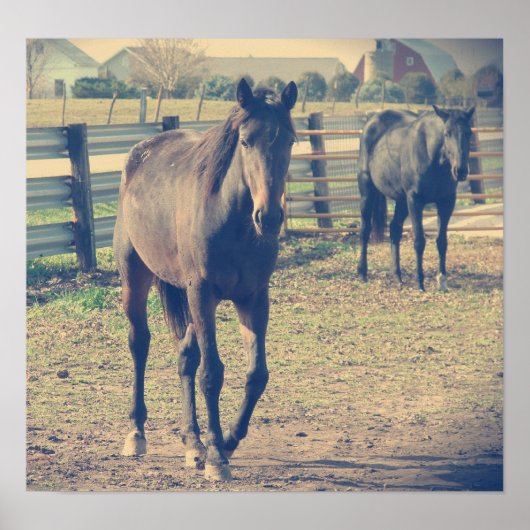 Friendly Horse, Shy Horse Poster (Voorkant)