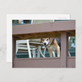 Friendly Hound Dog Visitor Briefkaart (Voorkant / Achterkant)