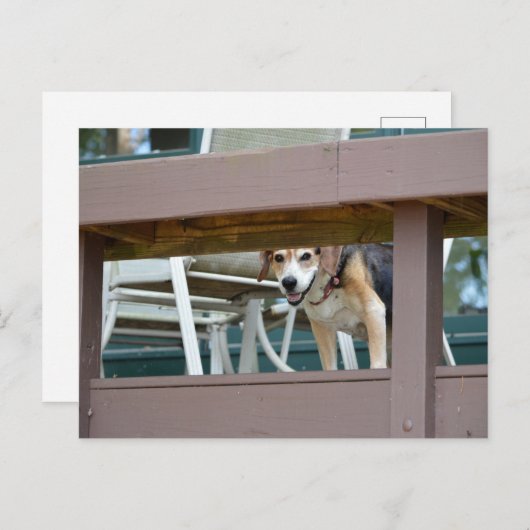 Friendly Hound Dog Visitor Briefkaart (Voorkant / Achterkant)