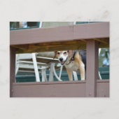 Friendly Hound Dog Visitor Briefkaart (Voorkant)