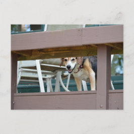 Friendly Hound Dog Visitor Briefkaart