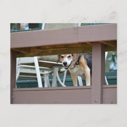 Friendly Hound Dog Visitor Briefkaart (Voorkant)