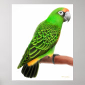 Friendly Jardines Parrot Print (Voorkant)