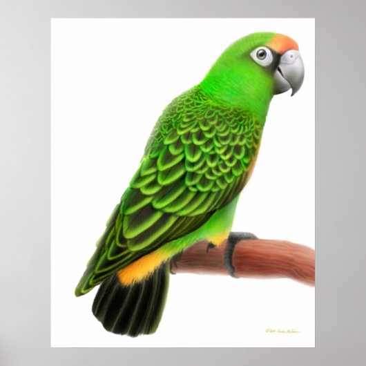 Friendly Jardines Parrot Print (Voorkant)