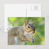 Friendly Little Squirrel Briefkaart (Voorkant / Achterkant)