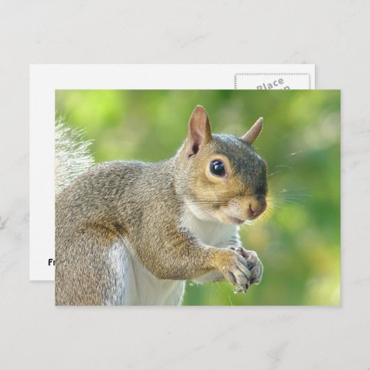 Friendly Little Squirrel Briefkaart (Voorkant / Achterkant)