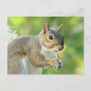 Friendly Little Squirrel Briefkaart