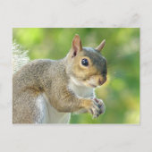 Friendly Little Squirrel Briefkaart (Voorkant)