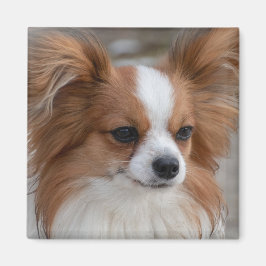 Friendly Papillon Puppy Dog Magneet