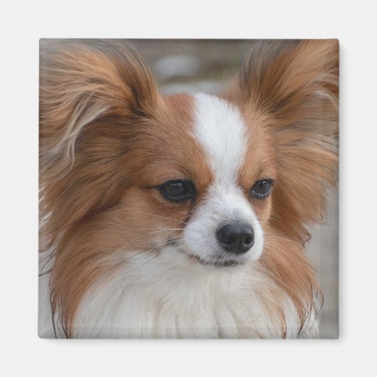 Friendly Papillon Puppy Dog Magneet (Voorkant)