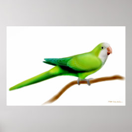 Friendly Quaker Monk Parrot Print