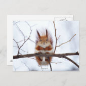 Friendly Red Squirrel Briefkaart (Voorkant / Achterkant)