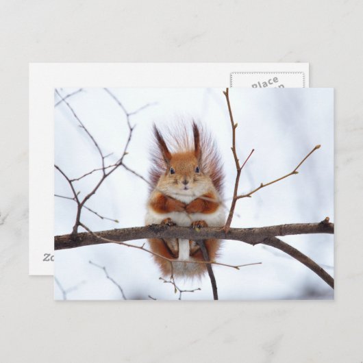 Friendly Red Squirrel Briefkaart (Voorkant / Achterkant)