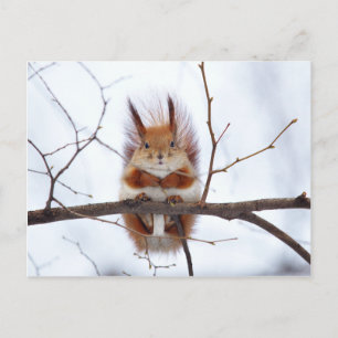 Friendly Red Squirrel Briefkaart