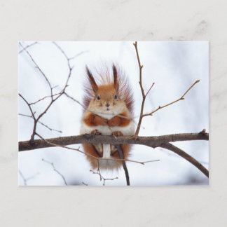 Friendly Red Squirrel Briefkaart