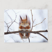 Friendly Red Squirrel Briefkaart (Voorkant)