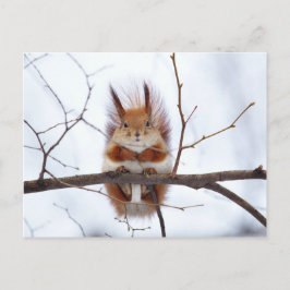 Friendly Red Squirrel Briefkaart