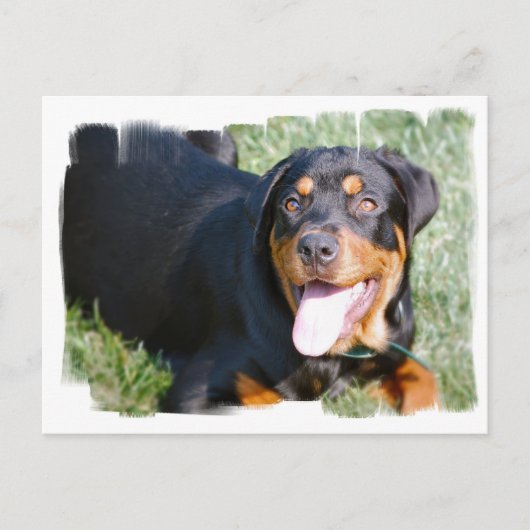 Friendly Rottweiler Briefkaart (Voorkant)