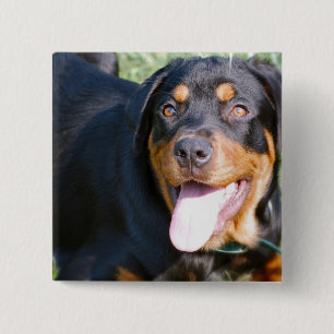 Friendly Rottweiler Pin Vierkante Button 5,1 Cm