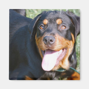 Friendly Rottweiler Square Magnet