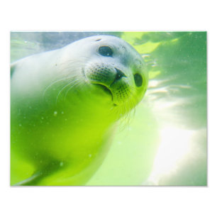 Friendly Seal Foto Afdruk