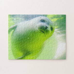 Friendly Seal Legpuzzel