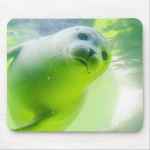 Friendly Seal Muismat