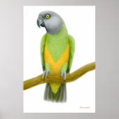 Friendly Senegal Parrot Print (Voorkant)