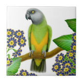 Friendly Senegal Parrot Tile Tegeltje (Voorkant)