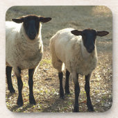 Friendly Suffolk Sheep Pasture Barnyard Late Sun Bier Onderzetter (Voorkant)