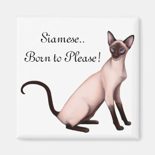 Friendly Young Siamese Cat  Magnet