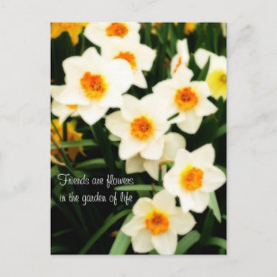 Friends are Flowers Quote Daffodils Postcard Briefkaart