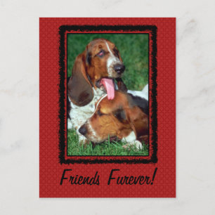 Friends Furever [Forever] Briefkaart