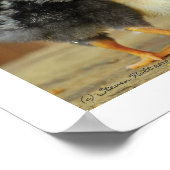 Friends Stick Together - Huddling Little Chicken Poster (Hoek)