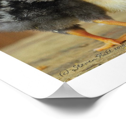 Friends Stick Together - Huddling Little Chicken Poster (Hoek)