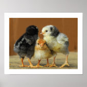 Friends Stick Together - Huddling Little Chicken Poster (Voorkant)
