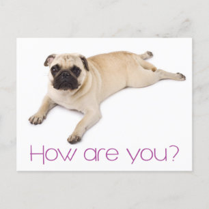 Friendship Hallo Pug Puppy Dog Greeting Briefkaart