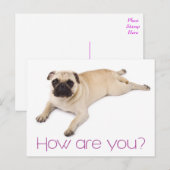 Friendship Hallo Pug Puppy Dog Greeting Briefkaart (Voorkant / Achterkant)