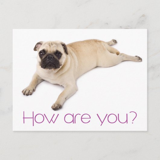 Friendship Hallo Pug Puppy Dog Greeting Briefkaart (Voorkant)