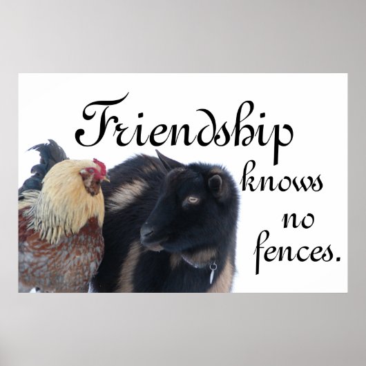 FRIENDSHIP WEET GEEN FENCES - GOAT - ROOSTER POSTER (Voorkant)