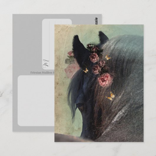 Fries paard - ansichtkaart briefkaart (Voorkant / Achterkant)