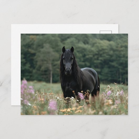 Fries paard in een wildbloemenveld briefkaart (Voorkant / Achterkant)
