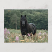 Fries paard in een wildbloemenveld briefkaart (Voorkant)